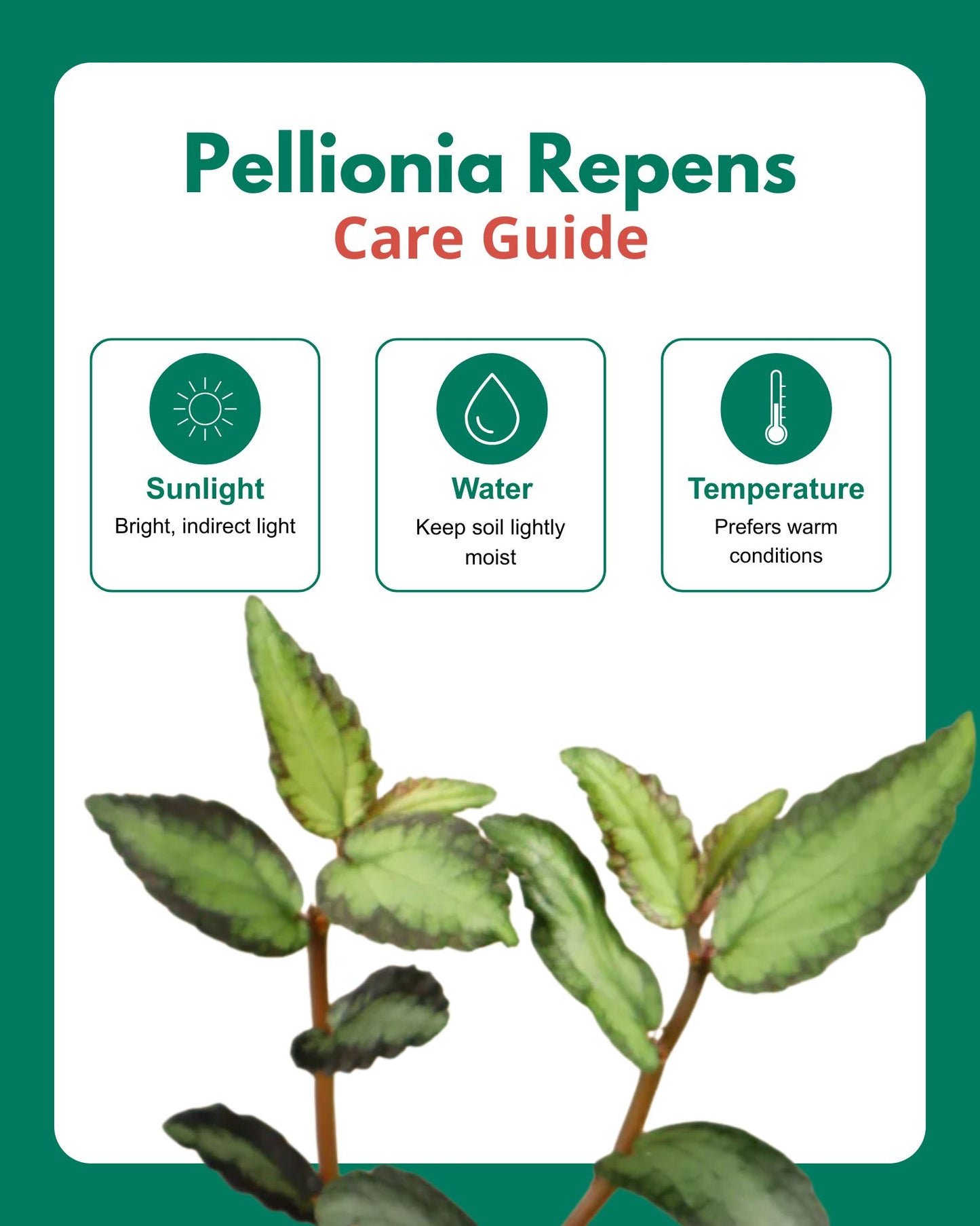 Pellionia Repens in Hanging Basket