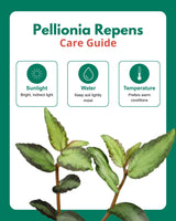 Pellionia Repens in Hanging Basket