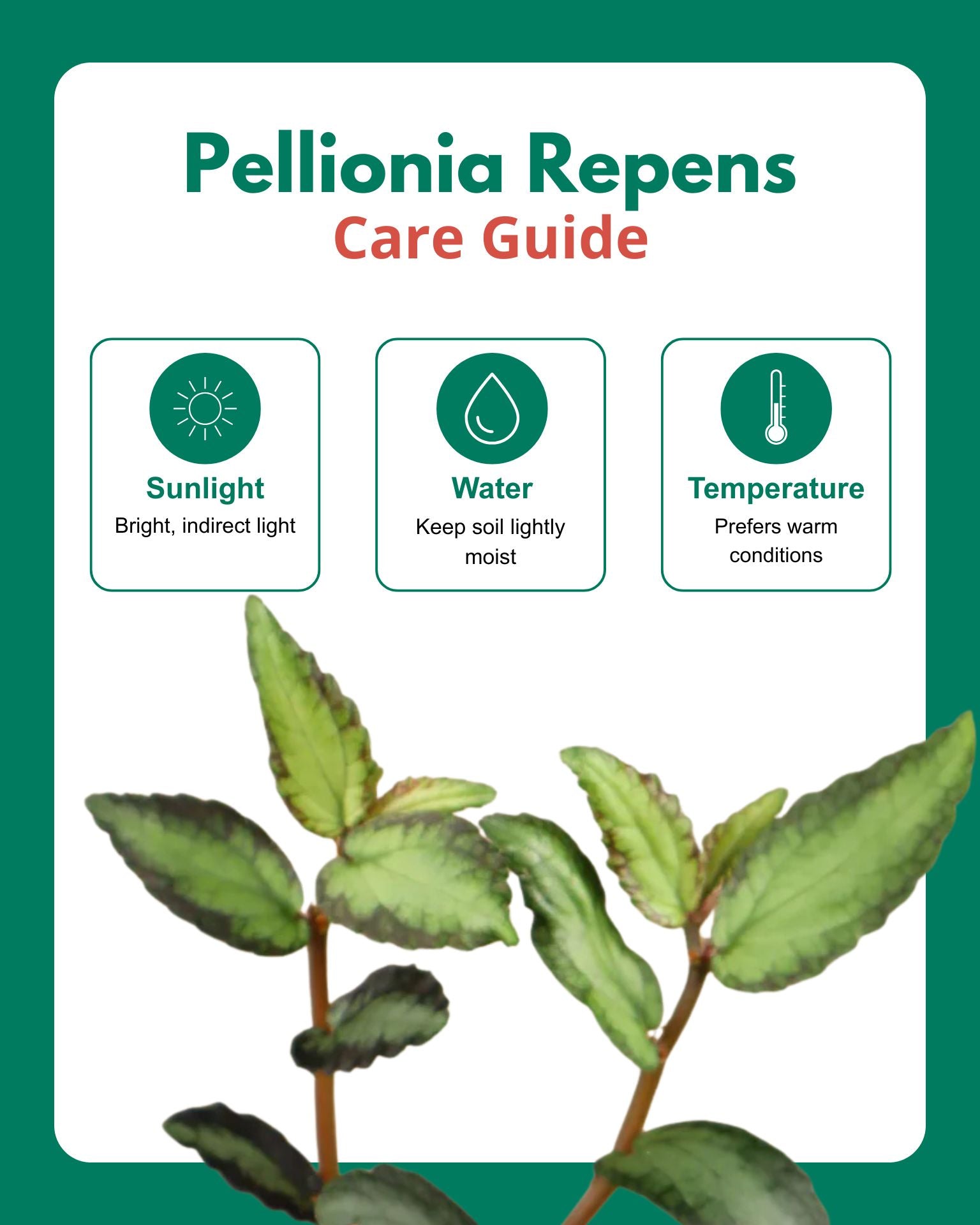 Pellionia Repens in Hanging Basket