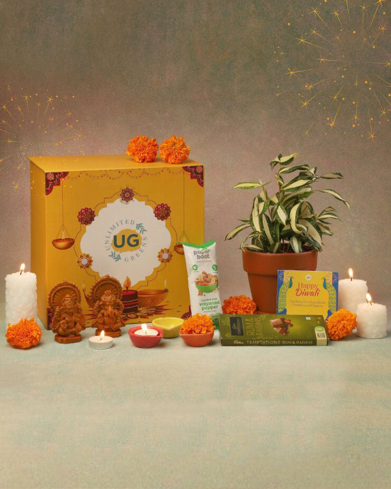 Diwali plant gift
