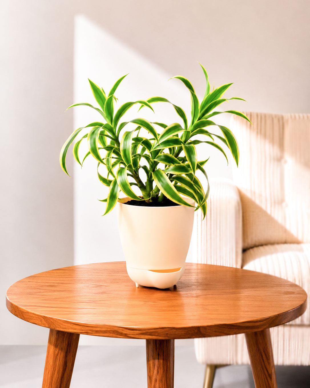 Song of India Plant