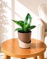 Sansevieria Snake Plant