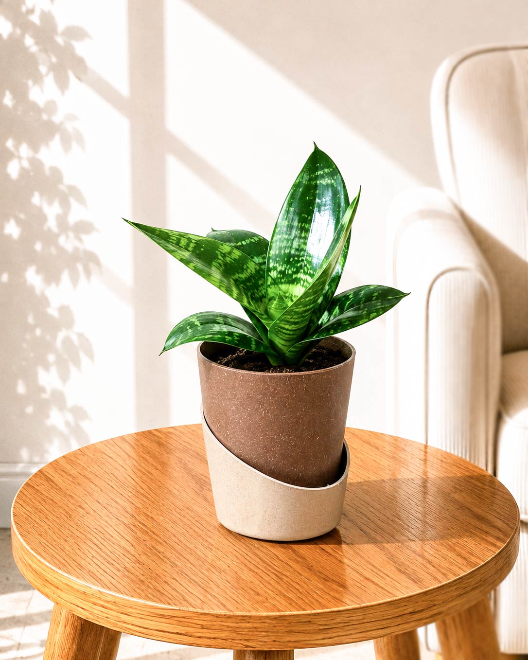 Sansevieria Snake Plant
