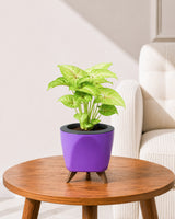 Syngonium Plant in Self-Watering Planter