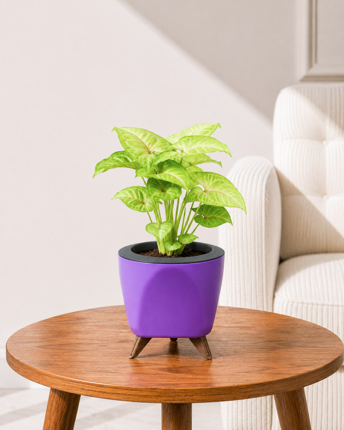 Syngonium Plant in Self-Watering Planter