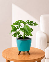 Philodendron Broken Heart In Self Watering Pot