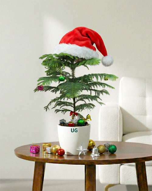Araucaria Plant (Christmas Tree)