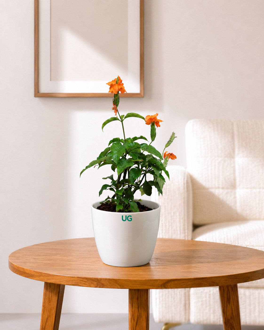 Crossandra Infundibuliformis