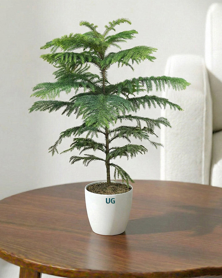 araucaria plant indoor Araucaria Plant (Christmas Tree)- Buy Online- PAN India Delivery – unlimitedgreens
