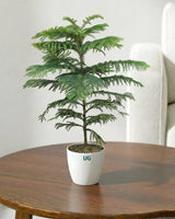 Araucaria Plant (Christmas Tree)
