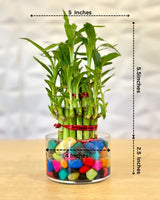 Father’s Day Plant Gift | Lucky Bamboo in Acrylic Pot with Stones