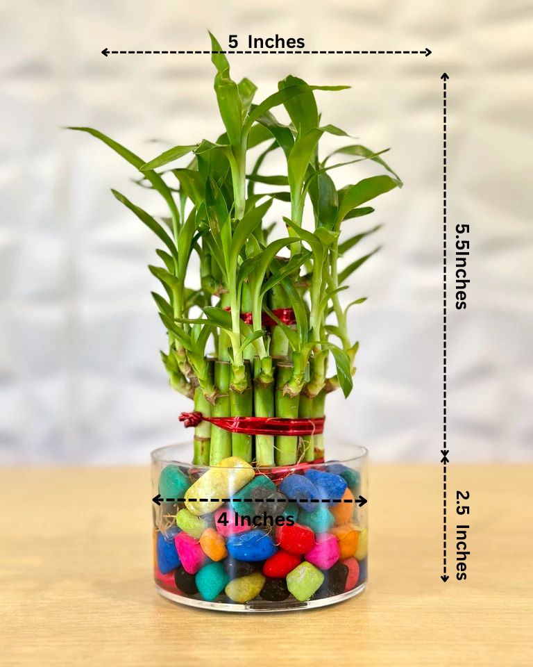 Father’s Day Plant Gift | Lucky Bamboo in Acrylic Pot with Stones
