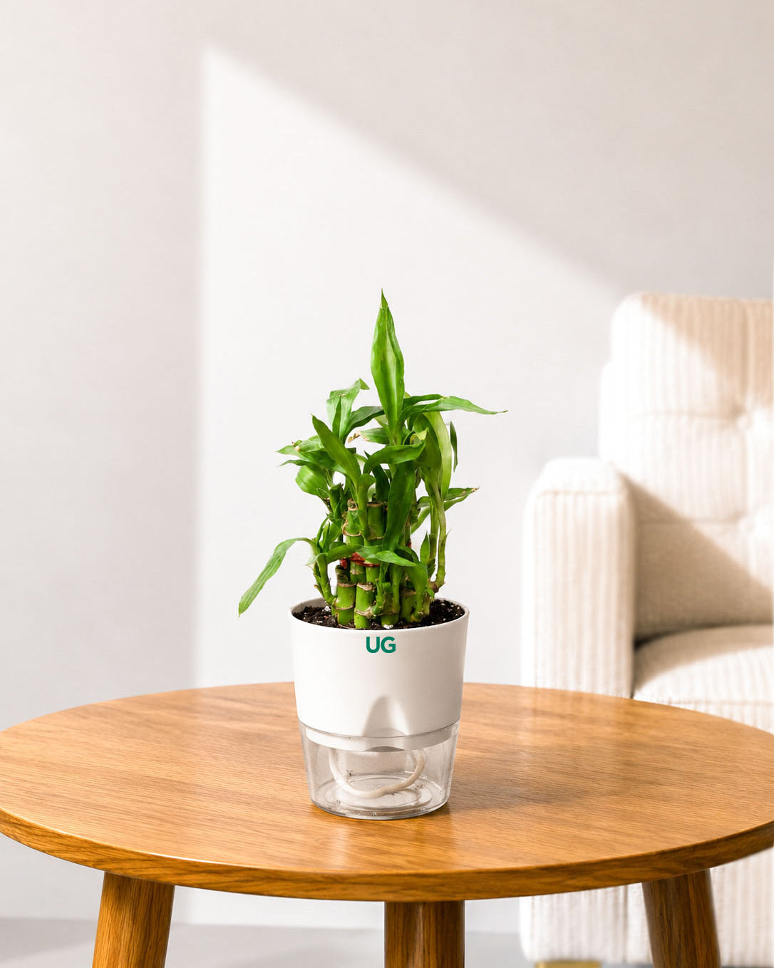 Golden Hahnii Snake Plant, Lucky Bamboo (2 Layer), and Calathea Peacock Combo