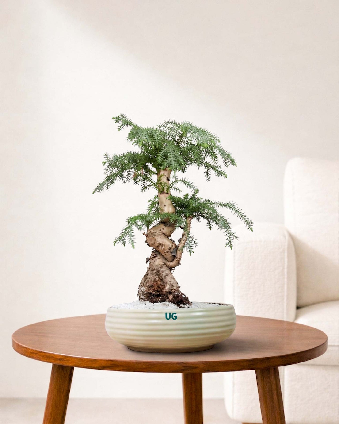 Bonsai Online