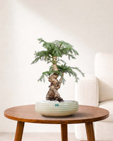 Bonsai Online