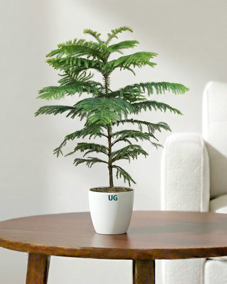 is christmas tree indoor plant Araucaria Plant (Christmas Tree)- Buy Online- PAN India Delivery – unlimitedgreens