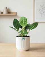Birkin Plant, Jade Plant, Broken Heart Plant, and Peace Lily Plant Combo