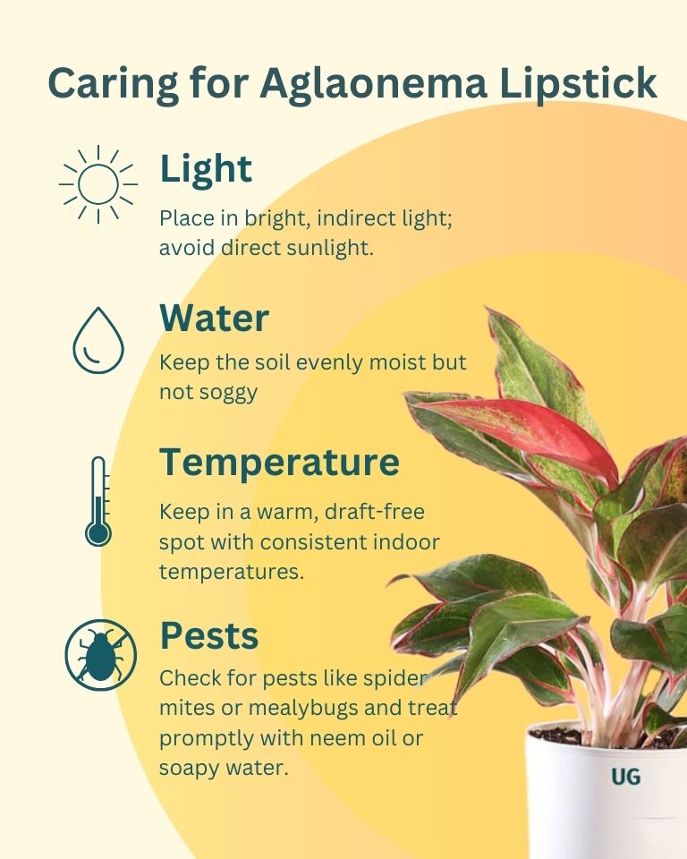 aglaonema plant care water Buy Aglaonema Lipstick In Self Watering Pot at The Lowest Price- Unlimited Greens – unlimitedgreens