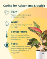aglaonema plant care