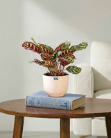 Calathea Peacock