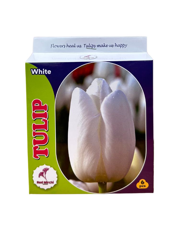 Holland Tulip Bulbs (Pack of 6 Bulbs)