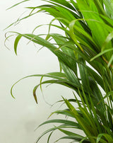 Areca Palm Plant