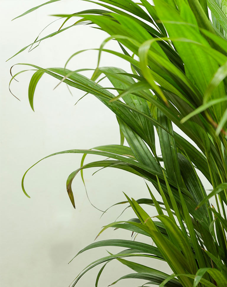 Areca Palm Plant
