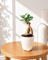 Ficus bonsai In Self-Watering (Small)