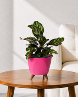Calathea Peacock