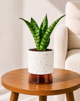 Snake Plant in Self-Watering Planter