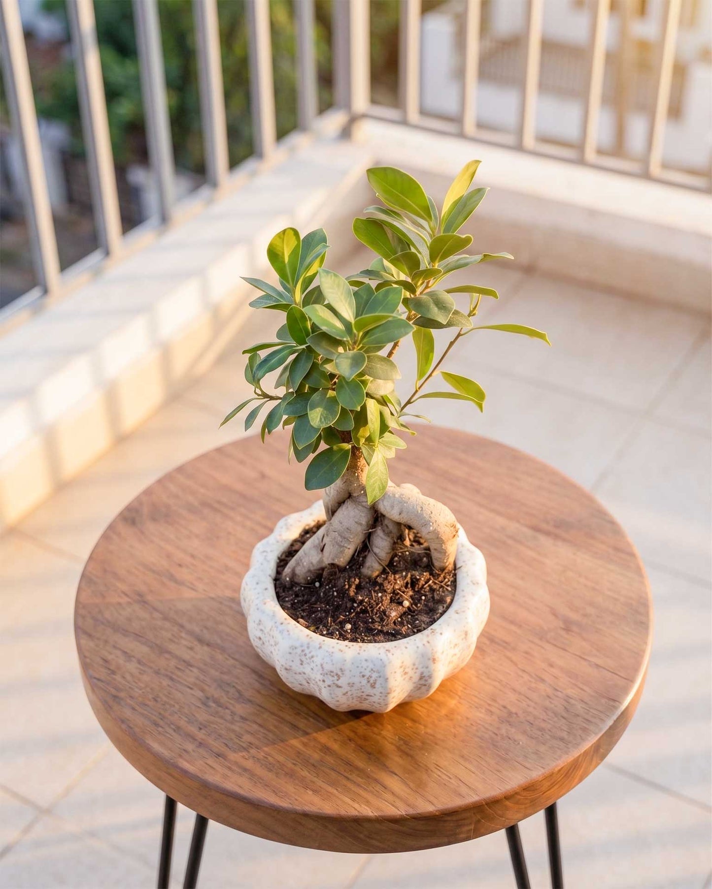 Ficus Bonsai in Ceramic Pot