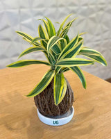 Kokedama Plant
