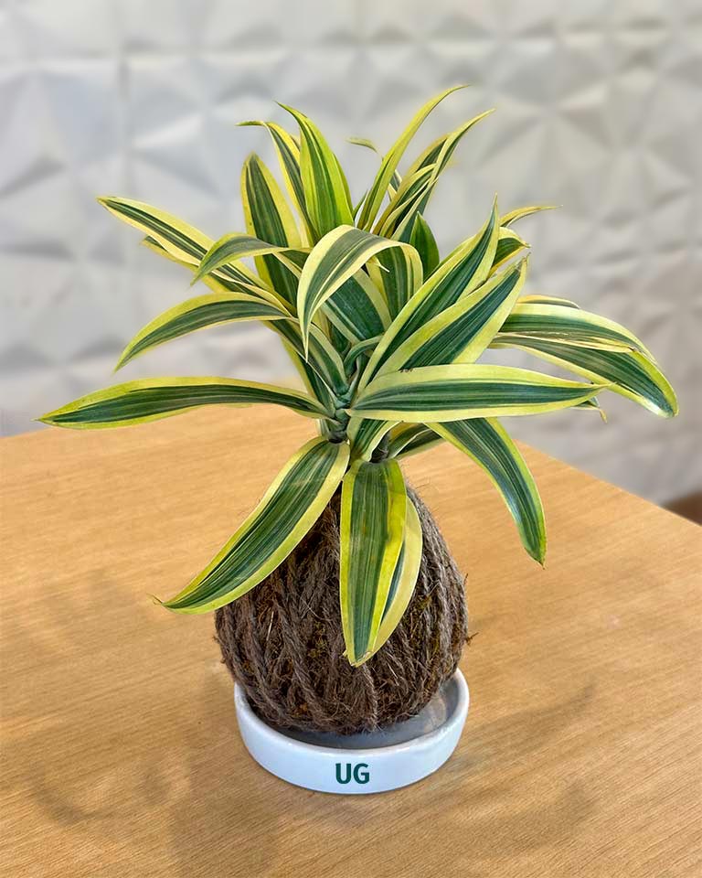 Kokedama Plant