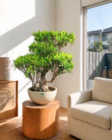 Ficus Nuda Bonsai