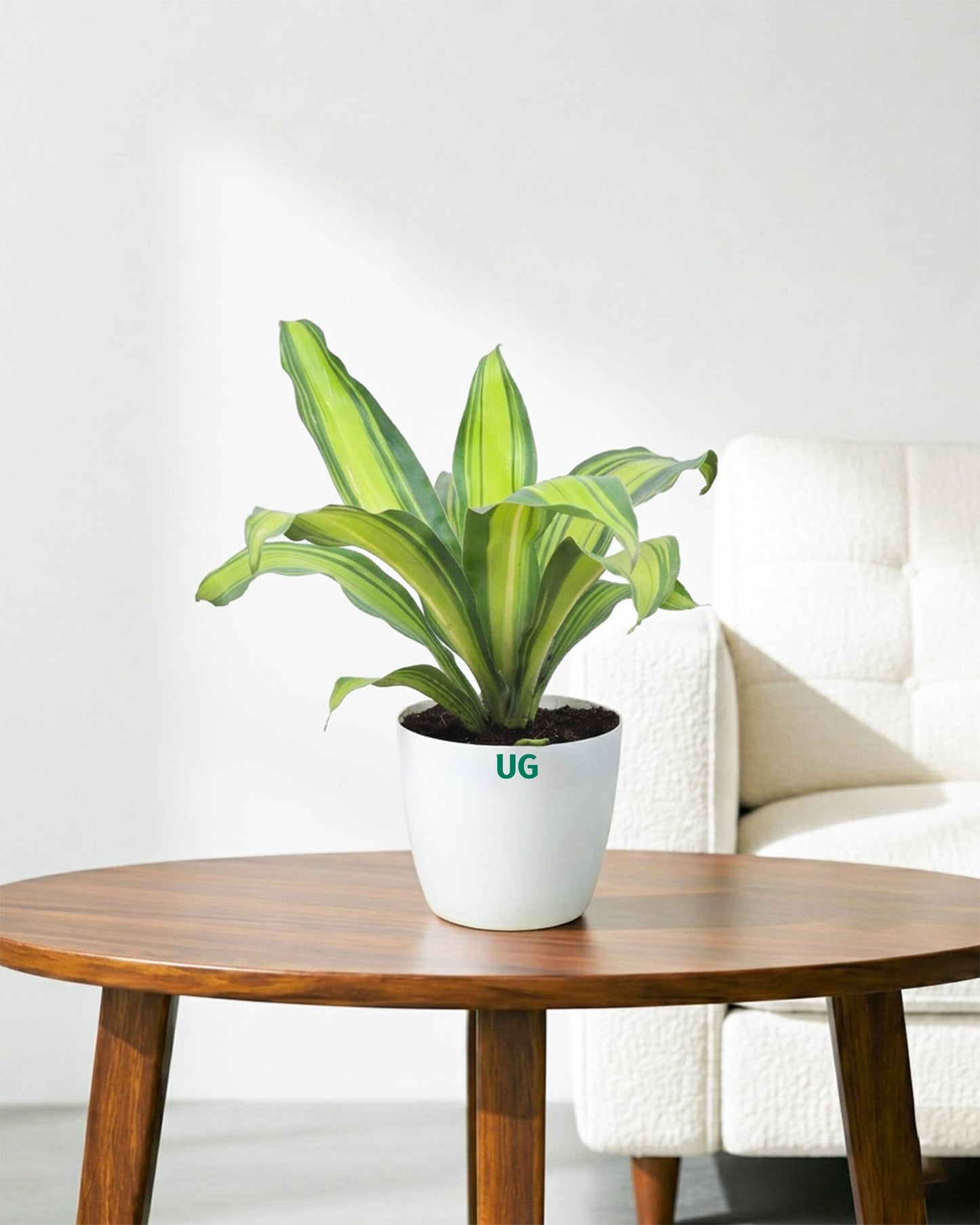 Dracaena Fragrans