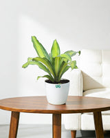 Dracaena Fragrans