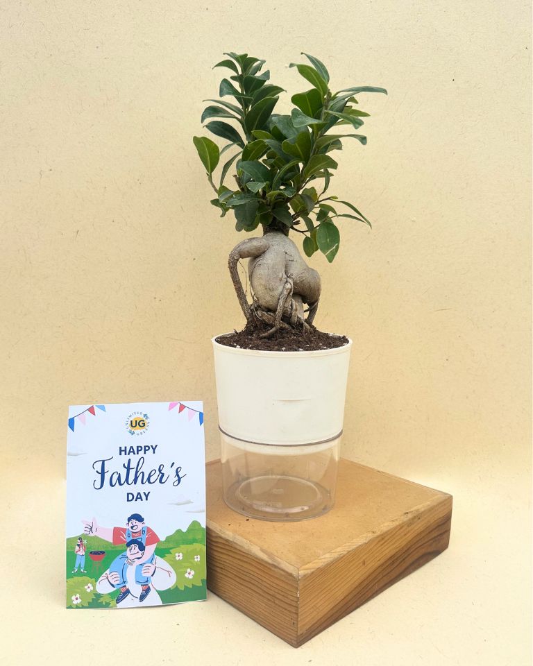 Father’s Day Gift for Super Dad | Ficus Ginseng Bonsai in Self Watering pot