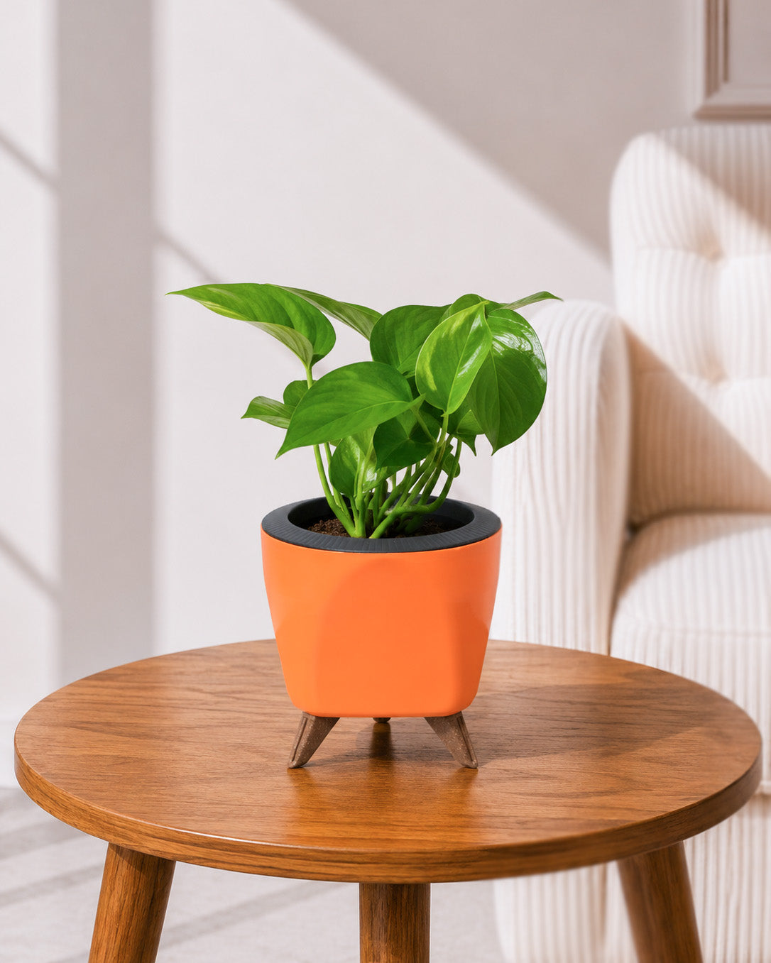 Money Plant Green in Self Watering Pot