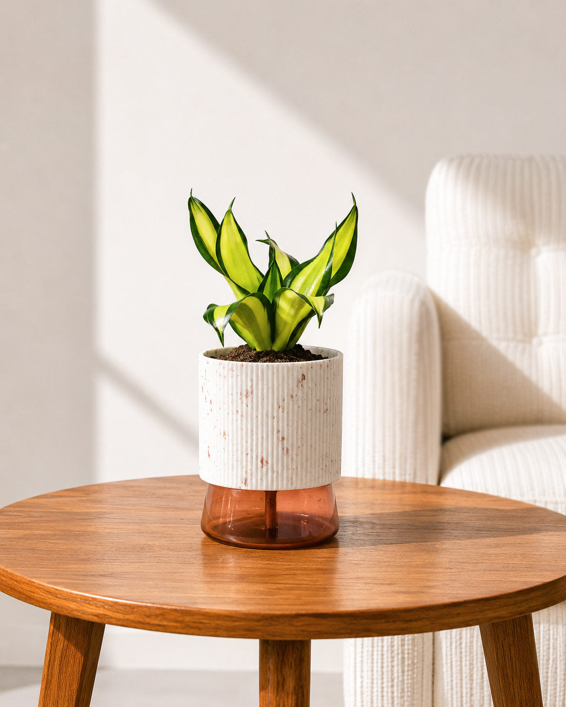Twist Snake Plant in Self Watering Pot