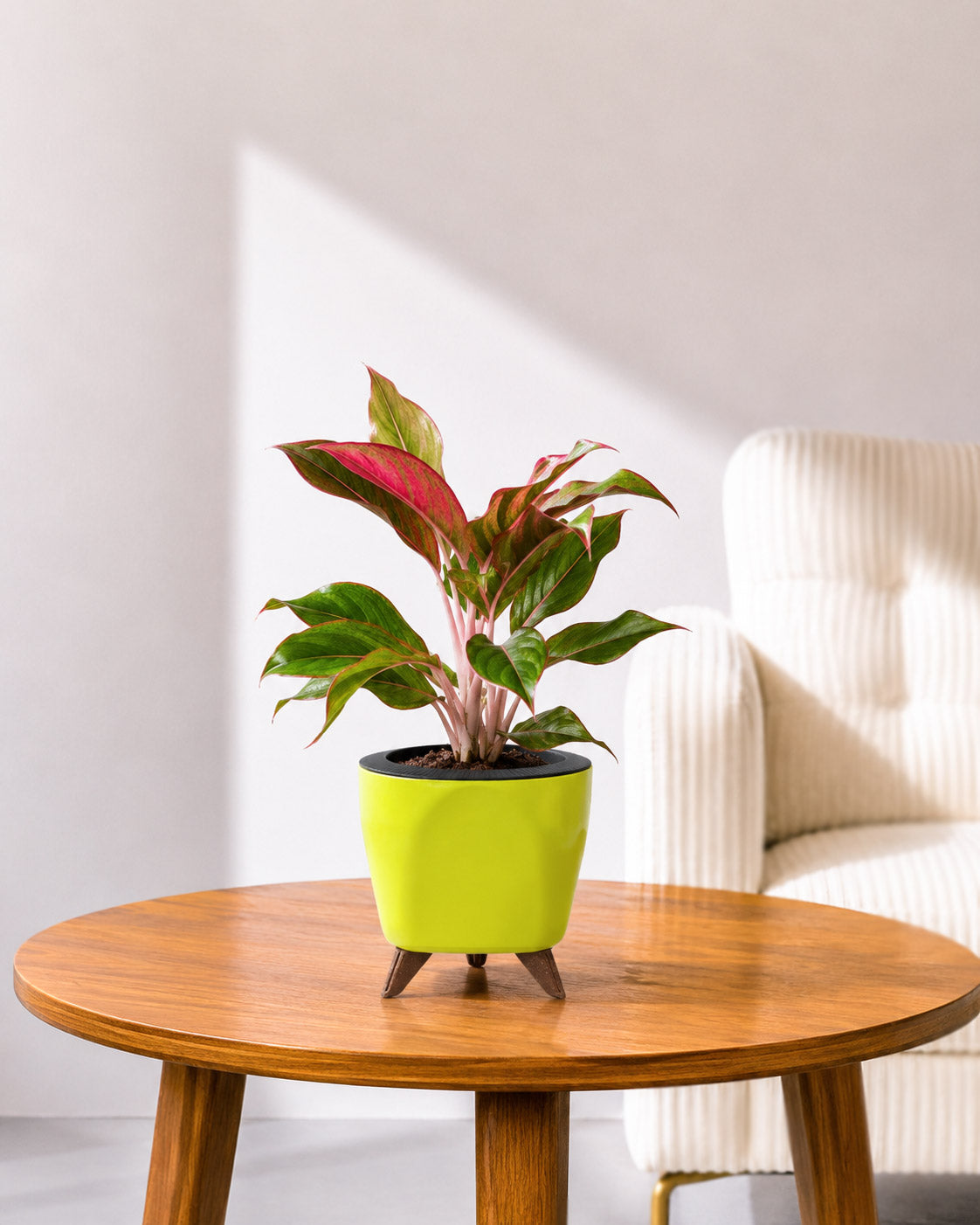 Aglaonema Lipstick