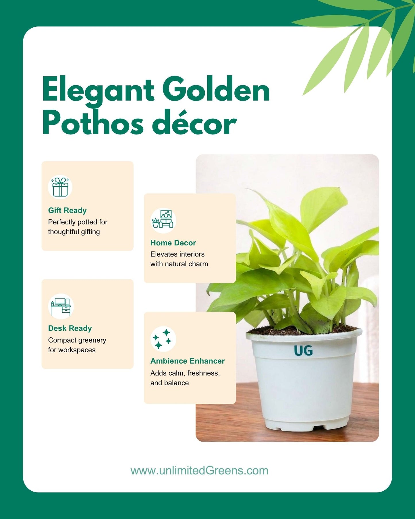 Golden Money Plant