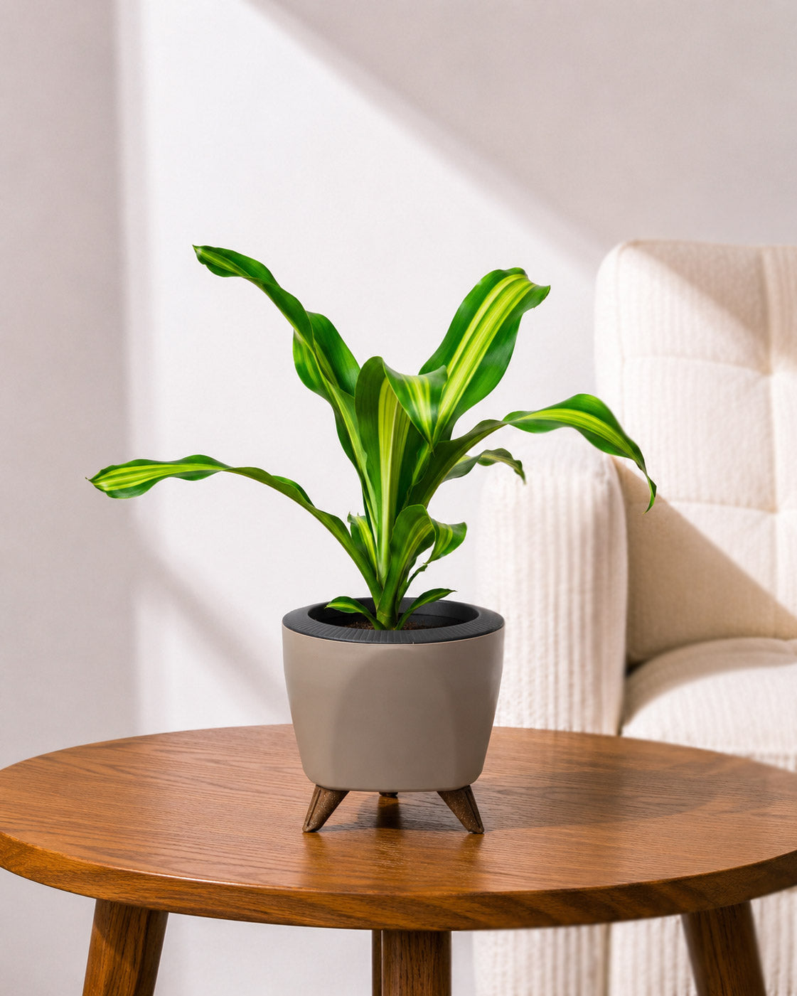 Dracaena Fragrans