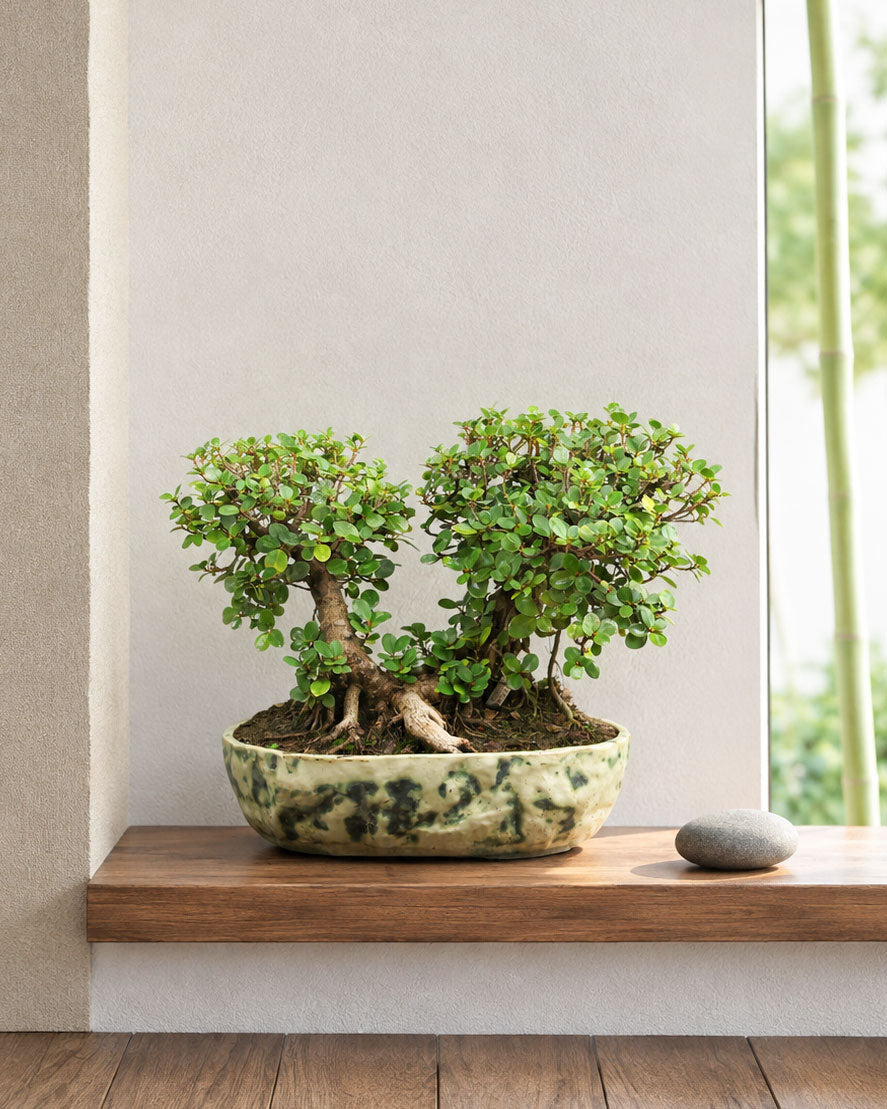 Ficus Long-Island Bonsai