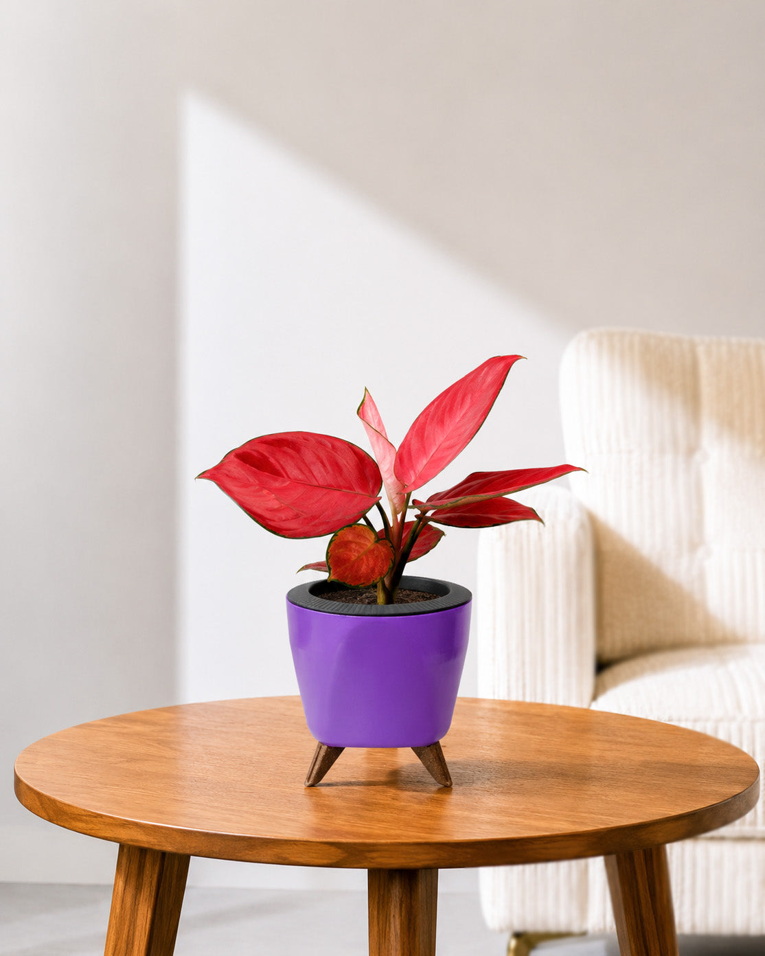Aglaonema Red Valentine in Self Watering Planter