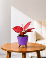 Aglaonema Red Valentine in Self Watering Planter