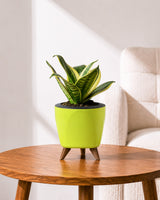 Golden Hahnii Snake Plant