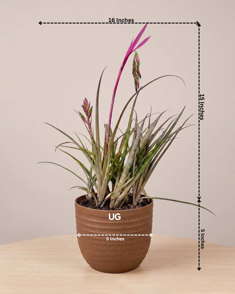 Queen’s Tear Plant in Eco Pot