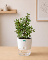 Jade Plant, Green Money Plant, Broken Heart Plant, and Chamaedorea Plant Combo