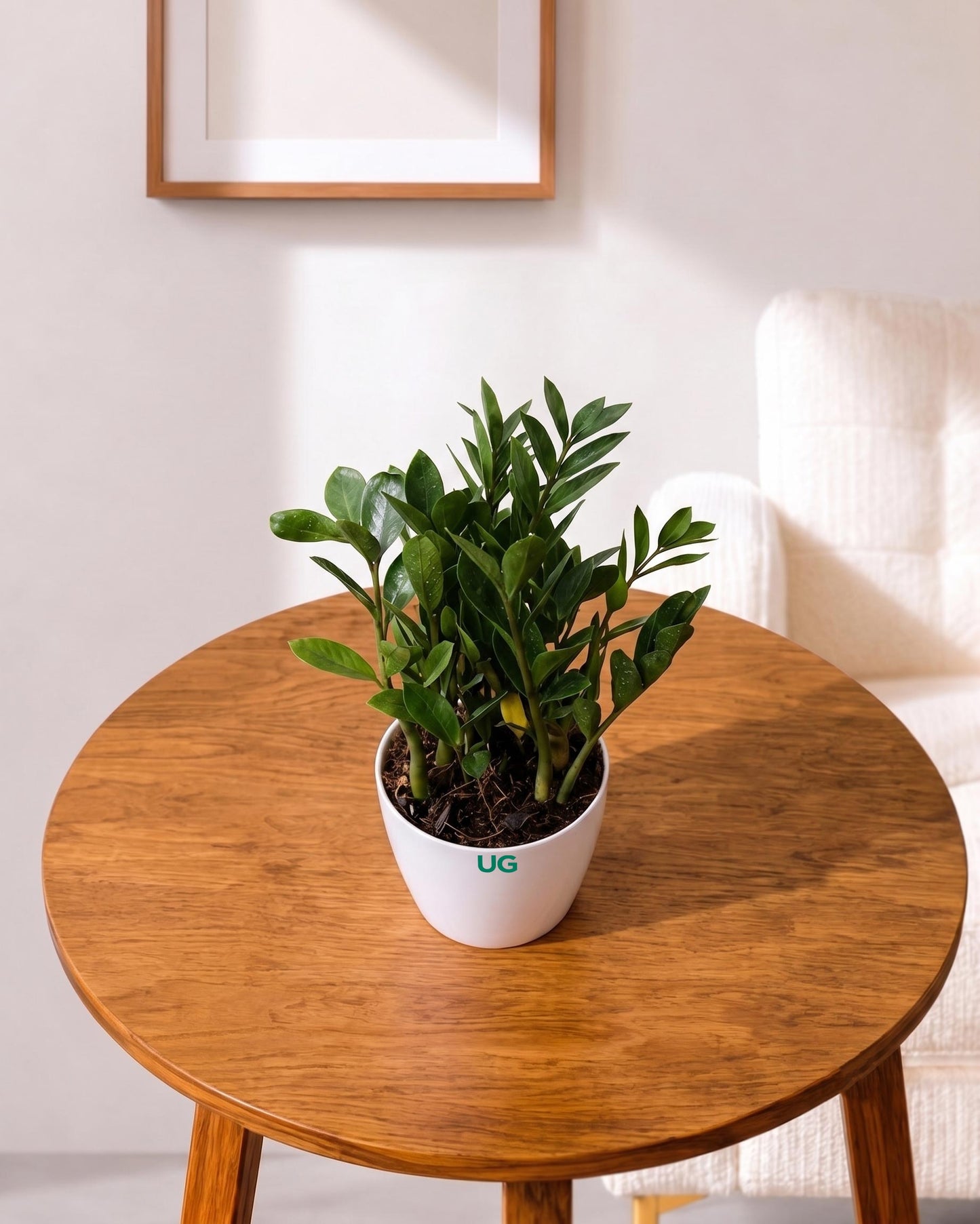 Zamioculcas (ZZ Plant)