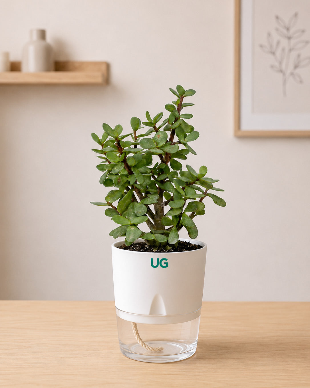 Birkin Plant, Jade Plant, Broken Heart Plant, and Peace Lily Plant Combo